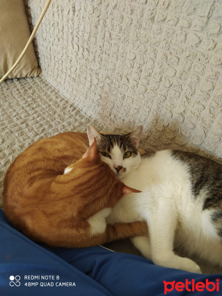 Tekir Kedi, Kedi  Aslan fotoğrafı