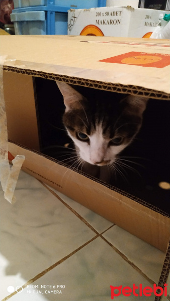 Tekir Kedi, Kedi  Aslan fotoğrafı