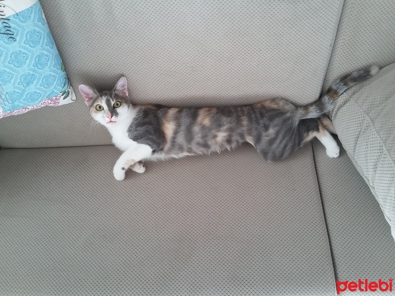 Tekir Kedi, Kedi  Pastel fotoğrafı