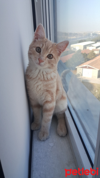 Sarman, Kedi  Vecihi fotoğrafı