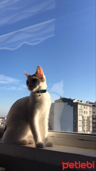 Tekir Kedi, Kedi  Bulut fotoğrafı