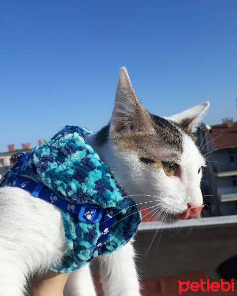 Tekir Kedi, Kedi  Bulut fotoğrafı