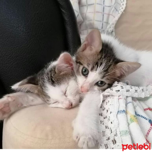 Tekir Kedi, Kedi  Bulut fotoğrafı