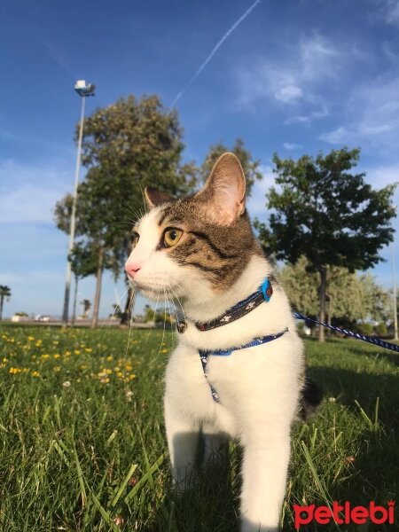 Tekir Kedi, Kedi  Bulut fotoğrafı