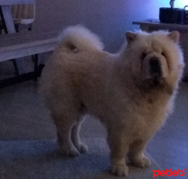 Chow Chow (çin Aslanı), Köpek  Joker fotoğrafı