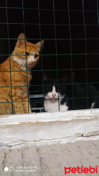 Tuxedo (Smokin) Kedi, Kedi  Badi fotoğrafı