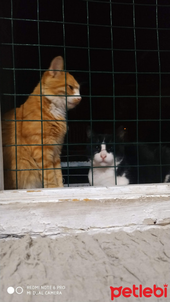 Tuxedo (Smokin) Kedi, Kedi  Badi fotoğrafı