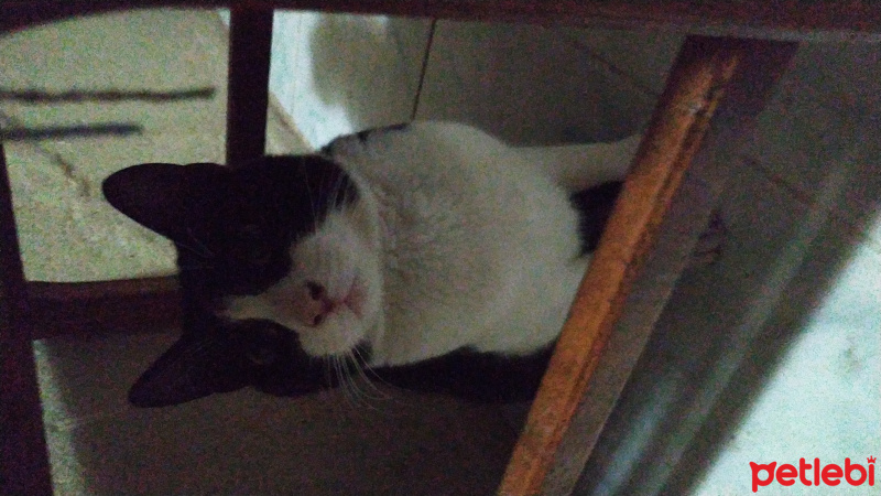 Tuxedo (Smokin) Kedi, Kedi  Badi fotoğrafı