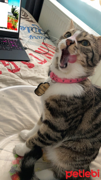 Tekir Kedi, Kedi  [ instagram:nazlikedi6 ] fotoğrafı