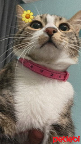 Tekir Kedi, Kedi  [ instagram:nazlikedi6 ] fotoğrafı