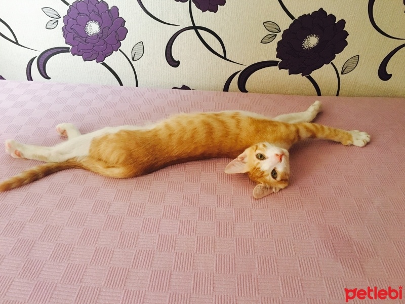 Tekir Kedi, Kedi  UĞURLU fotoğrafı