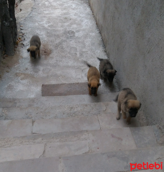 Akbaş, Köpek  Yavru fotoğrafı