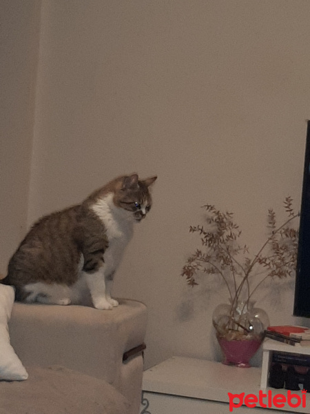 Tekir Kedi, Kedi  Oglus fotoğrafı