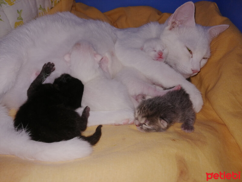 Ankara Kedisi, Kedi  Sakız fotoğrafı