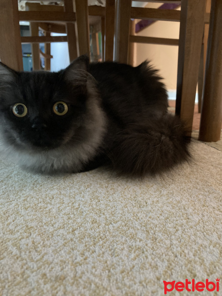 Ragamuffin, Kedi  Zabu fotoğrafı