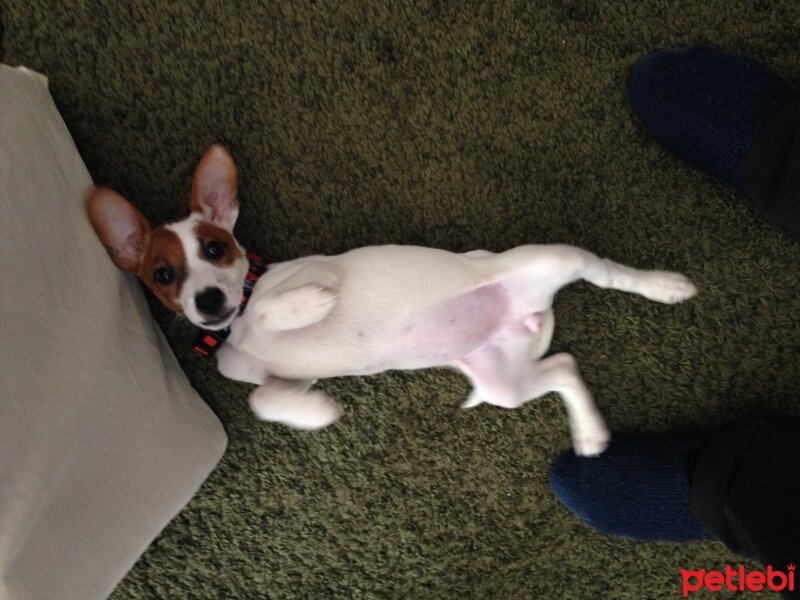 Jack Russell Terrier, Köpek  Karamel fotoğrafı