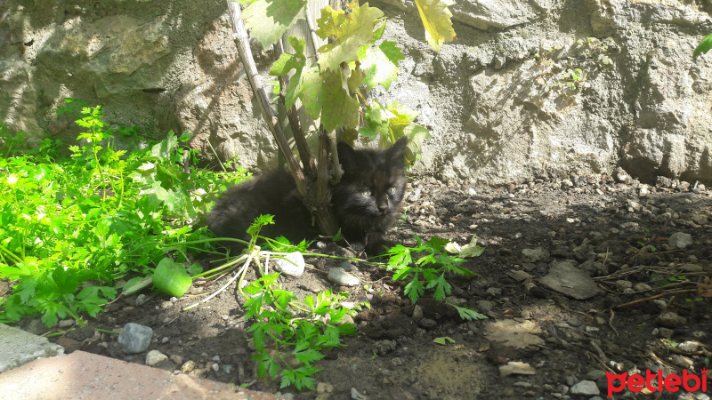 Tekir Kedi, Kedi  Sanço ve kardeşleri fotoğrafı