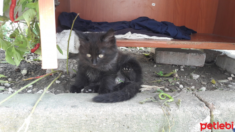 Tekir Kedi, Kedi  Sanço ve kardeşleri fotoğrafı