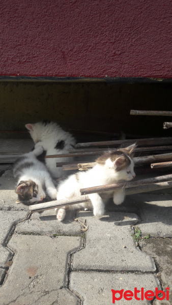 Tekir Kedi, Kedi  Sanço ve kardeşleri fotoğrafı