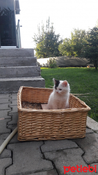 Tekir Kedi, Kedi  Sanço ve kardeşleri fotoğrafı