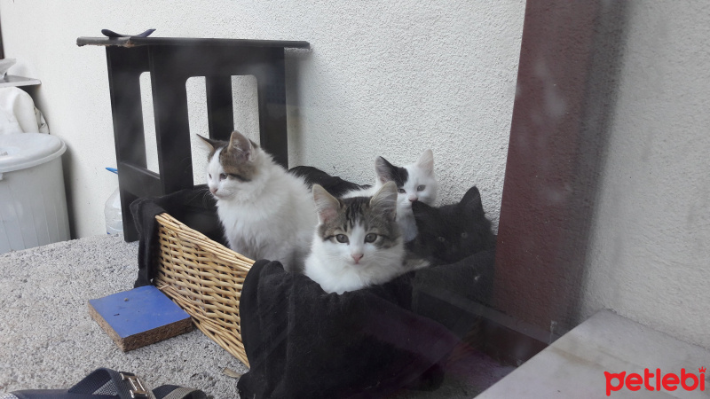 Tekir Kedi, Kedi  Sanço ve kardeşleri fotoğrafı