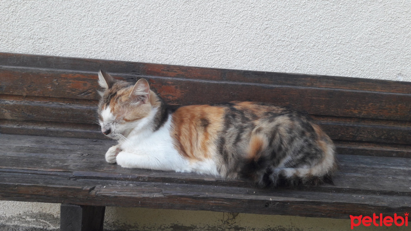 Tekir Kedi, Kedi  Sanço ve kardeşleri fotoğrafı