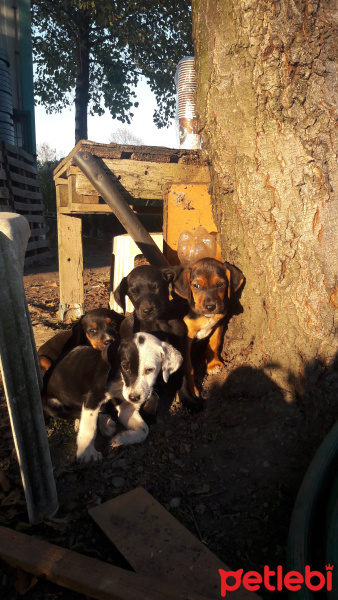 Tekir Kedi, Kedi  Sanço ve kardeşleri fotoğrafı