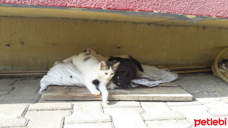 Tekir Kedi, Kedi  Sanço ve kardeşleri fotoğrafı