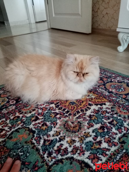 Exotic Shorthair, Kedi  Fifi fotoğrafı