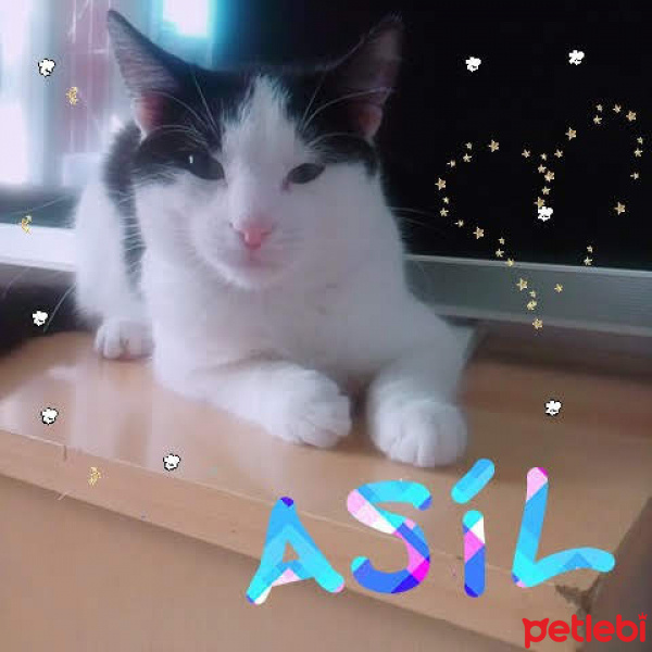 Tuxedo (Smokin) Kedi, Kedi  Asil fotoğrafı