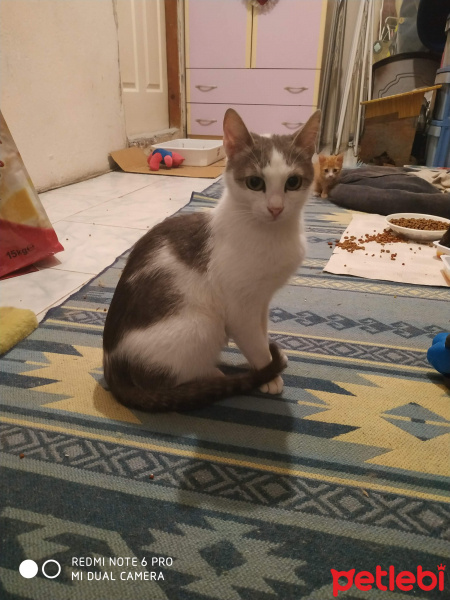Tekir Kedi, Kedi  Gölge fotoğrafı