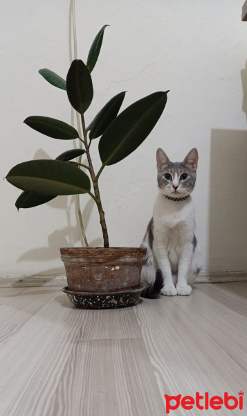 Tekir Kedi, Kedi  Minnoş fotoğrafı
