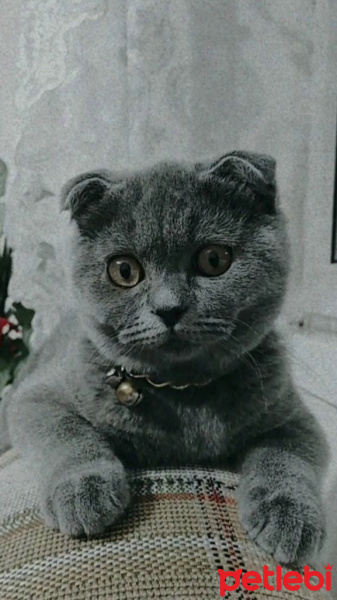 Scottish Fold, Kedi  Tütsü fotoğrafı