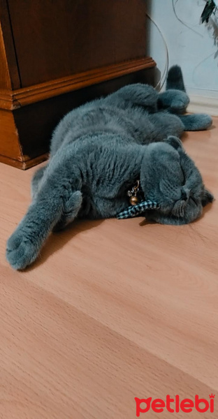 Scottish Fold, Kedi  Tütsü fotoğrafı