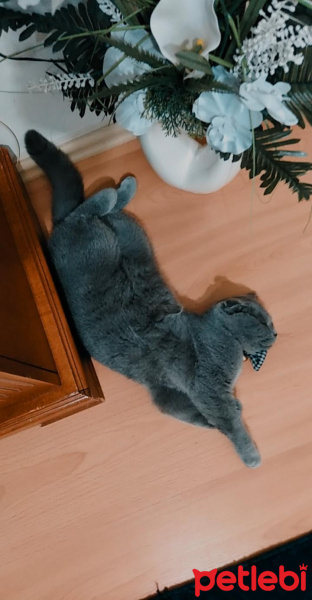 Scottish Fold, Kedi  Tütsü fotoğrafı