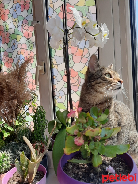 Tekir Kedi, Kedi  Umut fotoğrafı