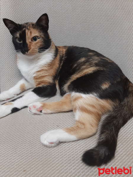 Tekir Kedi, Kedi  Miyu fotoğrafı