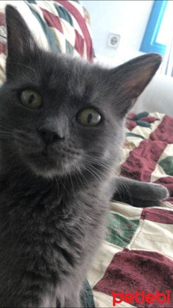 Mavi Rus, Kedi  Müco fotoğrafı