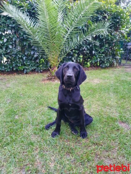 Labrador Retriever, Köpek  Hena fotoğrafı