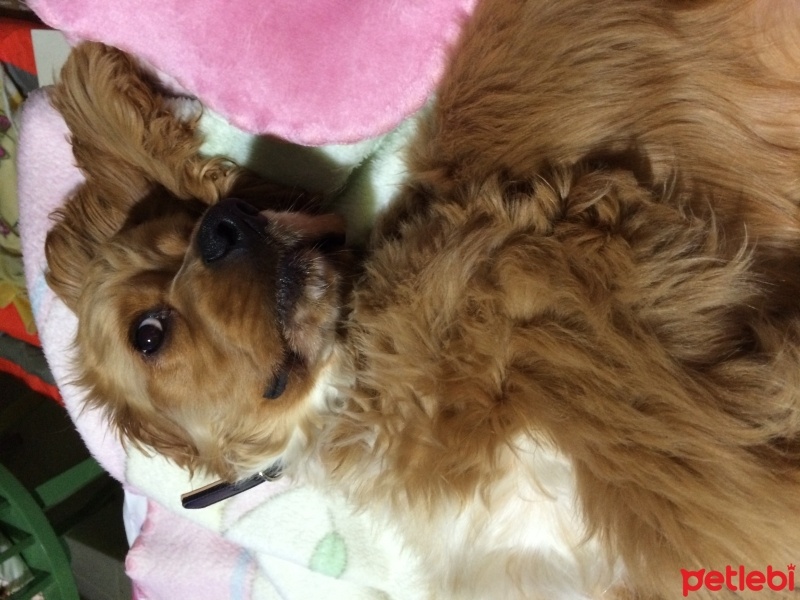 Amerikan Cocker Spaniel, Köpek  Logar Sanchez fotoğrafı