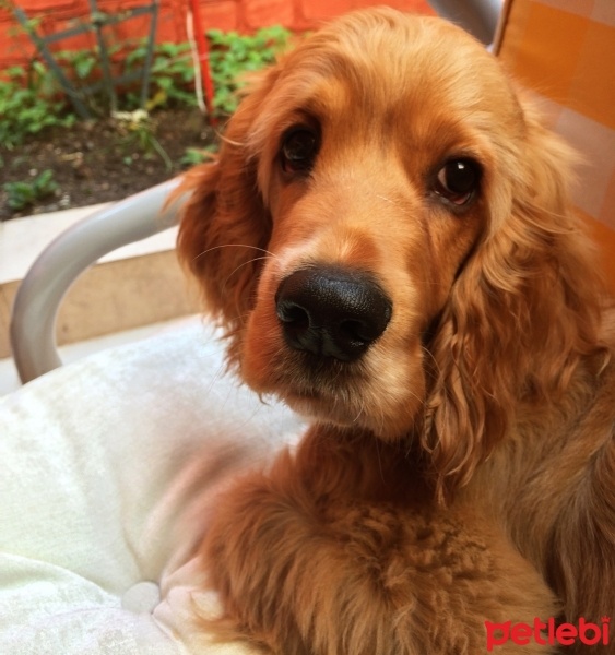 Amerikan Cocker Spaniel, Köpek  Logar Sanchez fotoğrafı