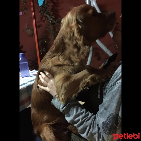 Amerikan Cocker Spaniel, Köpek  Logar Sanchez fotoğrafı