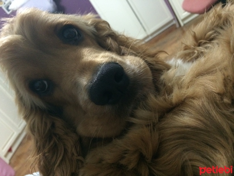 Amerikan Cocker Spaniel, Köpek  Logar Sanchez fotoğrafı