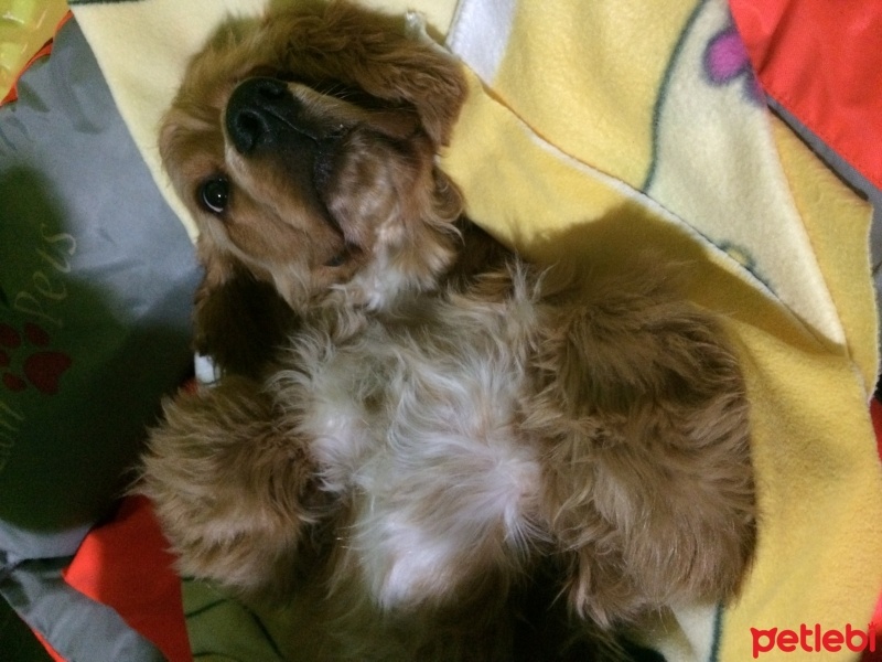 Amerikan Cocker Spaniel, Köpek  Logar Sanchez fotoğrafı