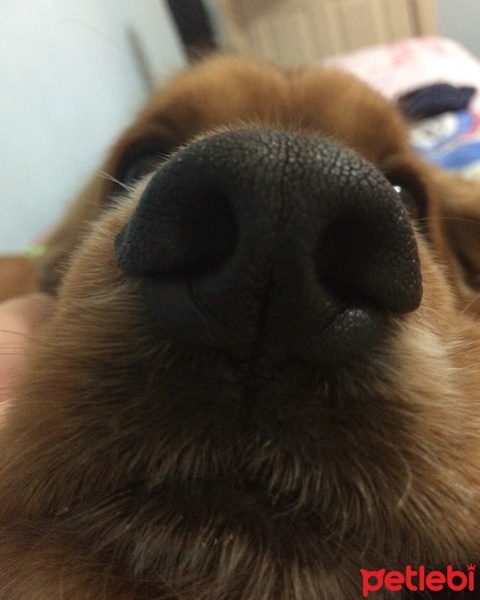 Amerikan Cocker Spaniel, Köpek  Logar Sanchez fotoğrafı