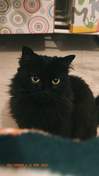 Bombay, Kedi  Luna fotoğrafı