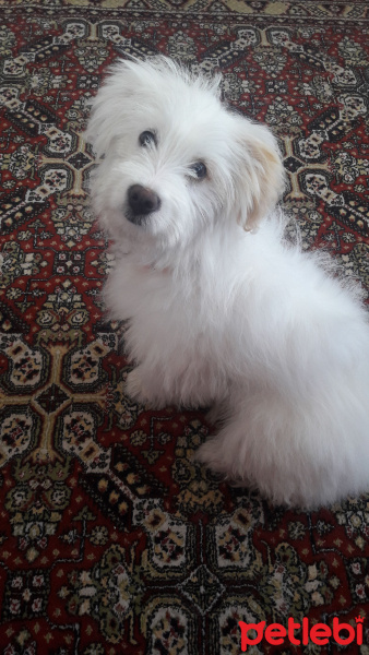 Maltese, Köpek  Linda fotoğrafı