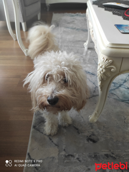 Maltese, Köpek  Noir fotoğrafı
