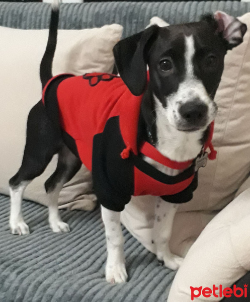 Jack Russell Terrier, Köpek  murphy fotoğrafı