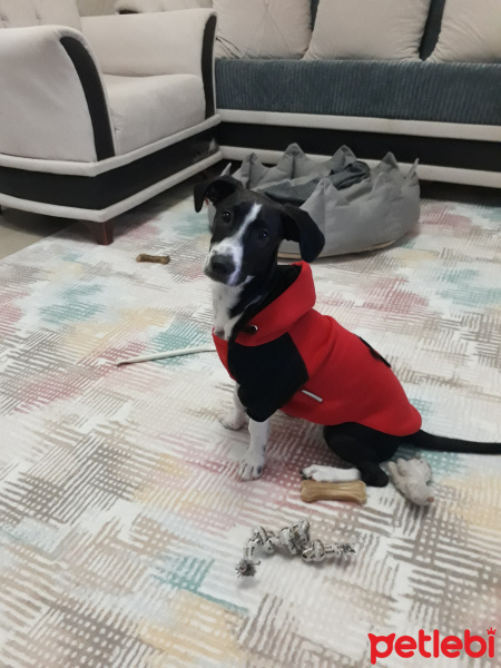 Jack Russell Terrier, Köpek  murphy fotoğrafı